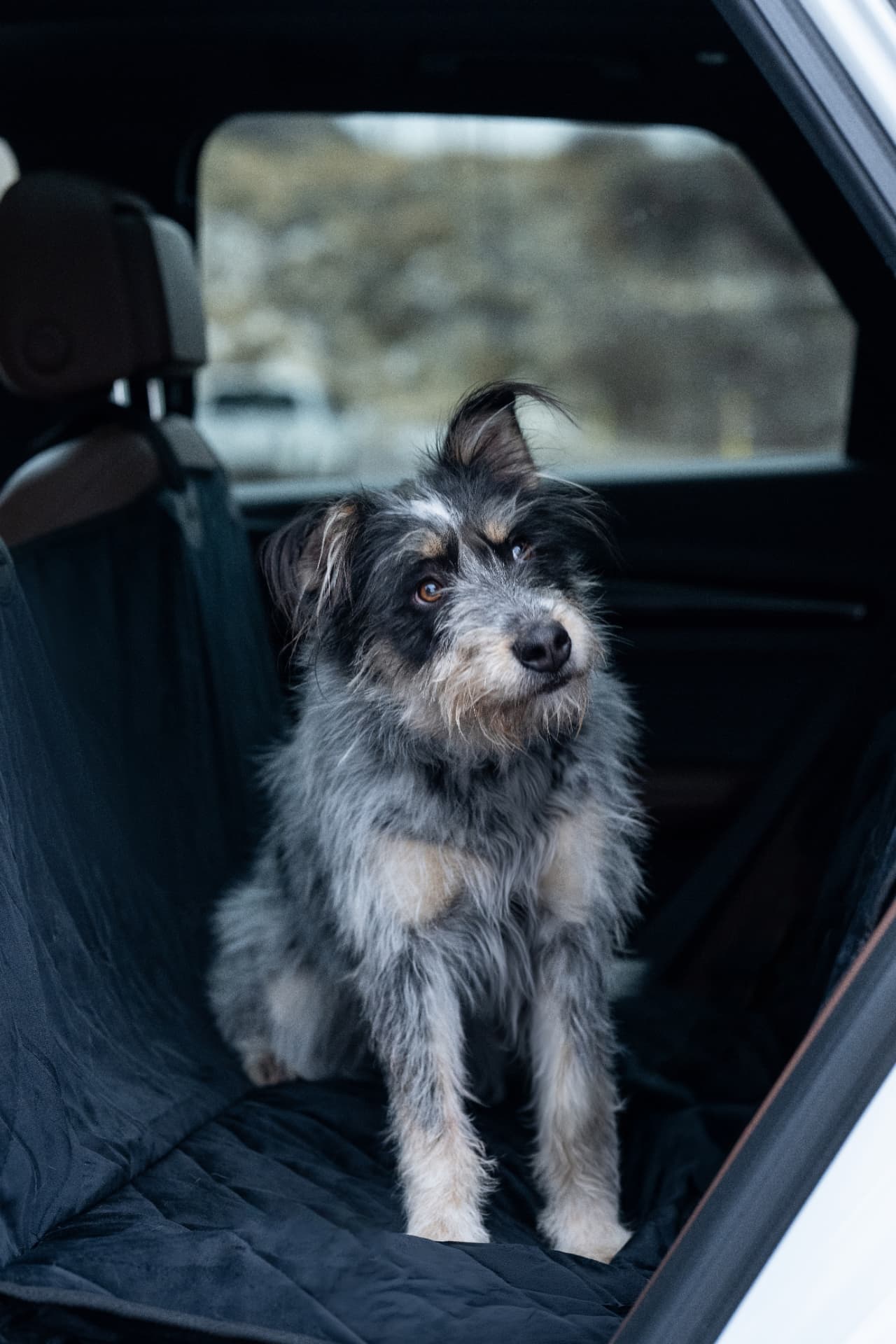 Rescue dog on a Plush Paws car seat cover