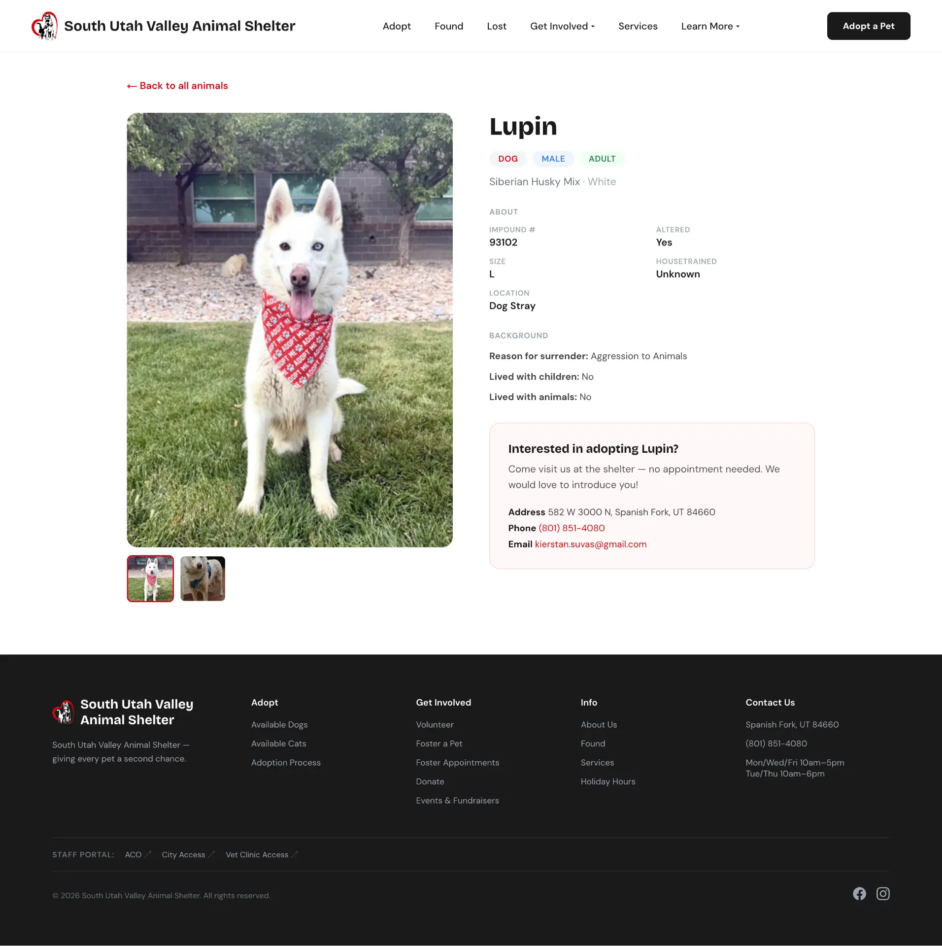 South Utah Valley Animal Shelter animal profile before the new experience