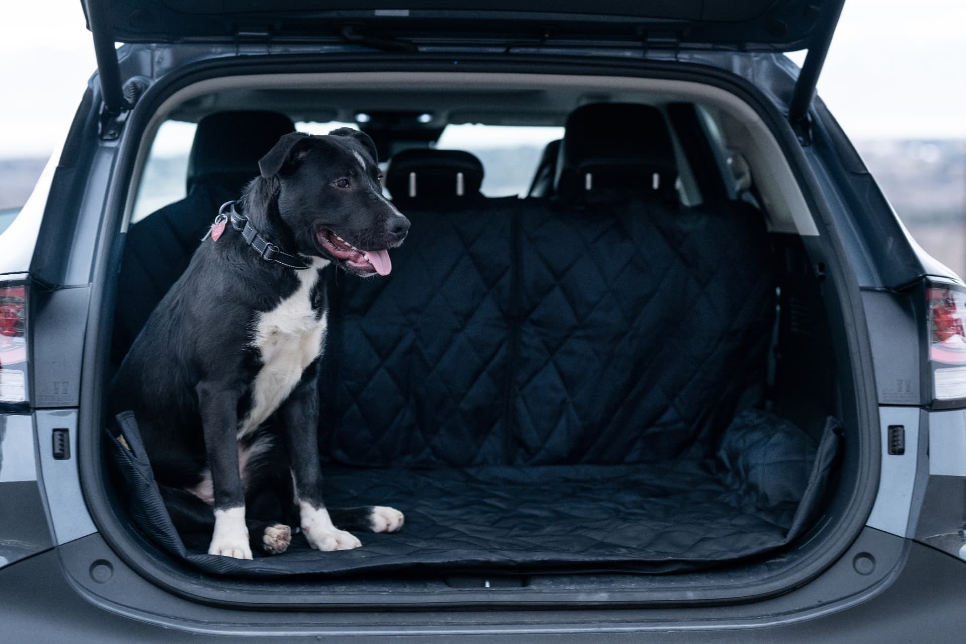 Dog modeling a Plush Paws car seat cover in a vehicle