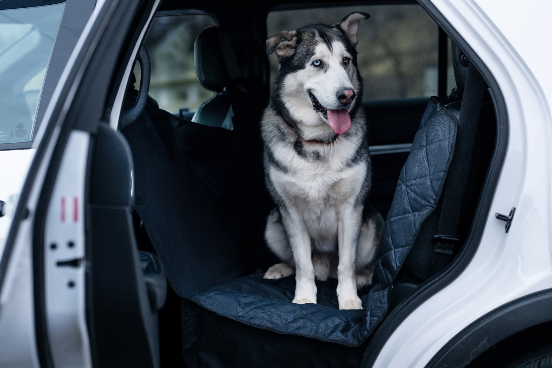 Shelter dog photographed with Plush Paws car seat covers